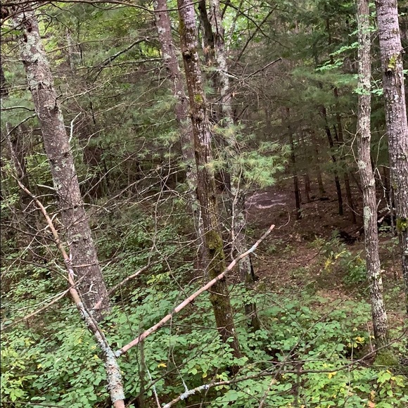 Wood - Picture 2 of 4